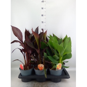 Canna  'Cannova'   ...mix