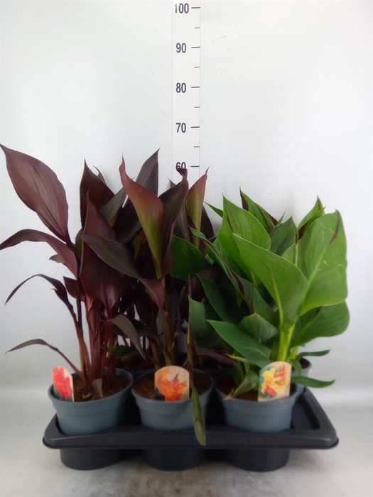 <h4>Canna  'Cannova'   ...mix</h4>