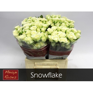 R TR SNOWFLAKE