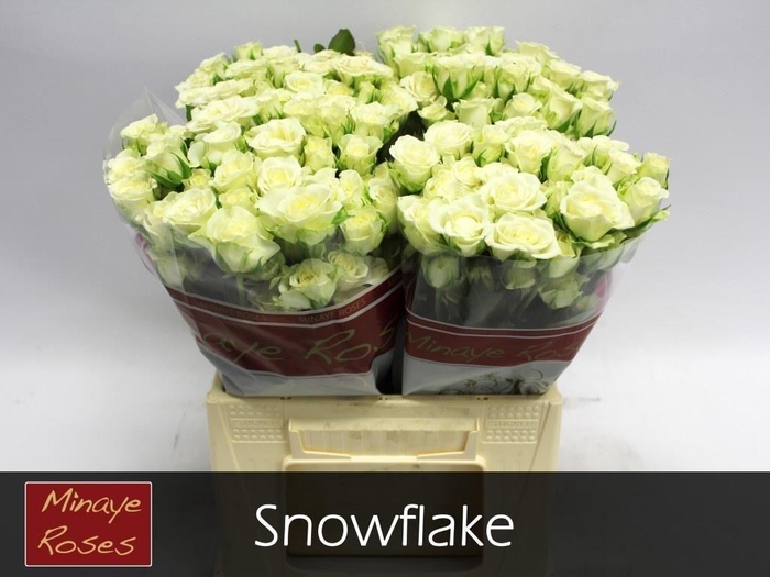 <h4>R TR SNOWFLAKE</h4>