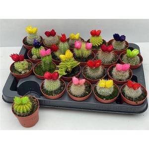 Cactus versierd