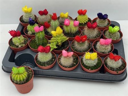 <h4>Cactus versierd</h4>
