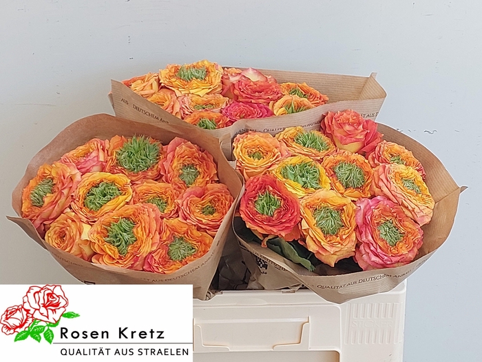 <h4>R GR GR ISLAND SAMOA</h4>