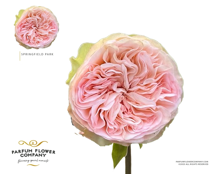 <h4>Rosa Garden Springfield Park</h4>