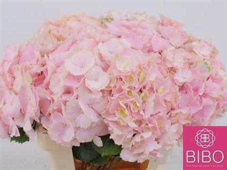 <h4>Hydr M Verena Rose</h4>