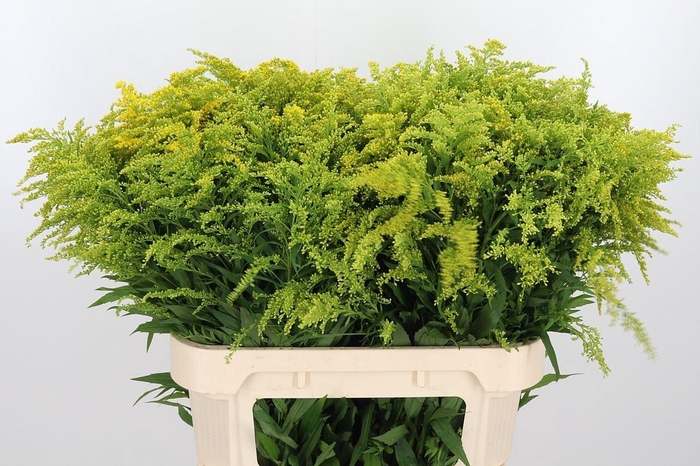 <h4>Solidago Tara</h4>