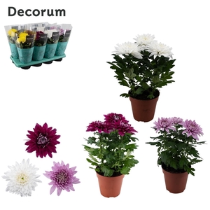 Decorum Chrysanne® Zembla Next mix