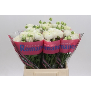 Ranunculus Romance Courchevel