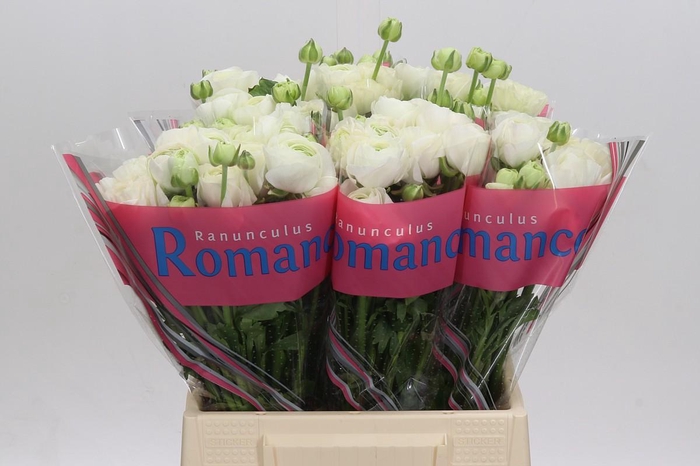 <h4>Ranunculus Romance Courchevel</h4>