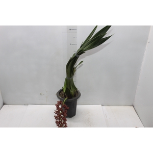 CYMBIDIUM P18 MIN 1 HT PENDENTE