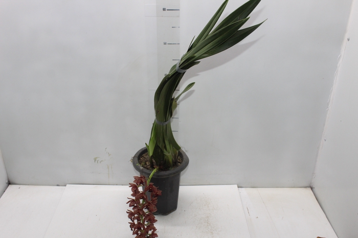 <h4>CYMBIDIUM P18 MIN 1 HT PENDENTE</h4>