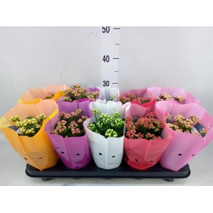 Kalanchoe blos. 'Perfecta'  ..mix 5