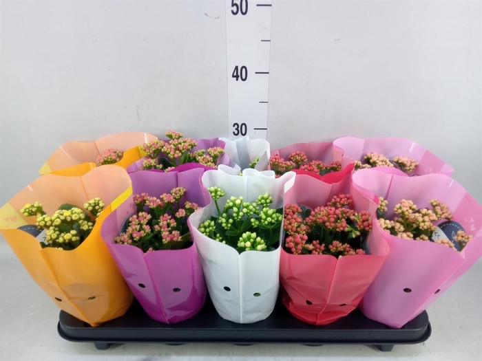 <h4>Kalanchoe blos. 'Perfecta' ..mix 5</h4>