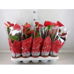 Anthurium andr. 'Success Red'