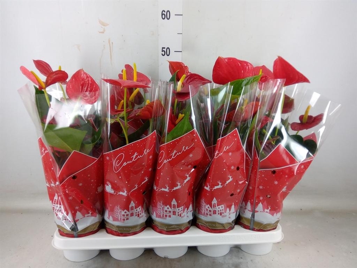 <h4>Anthurium andr. 'Success Red'</h4>