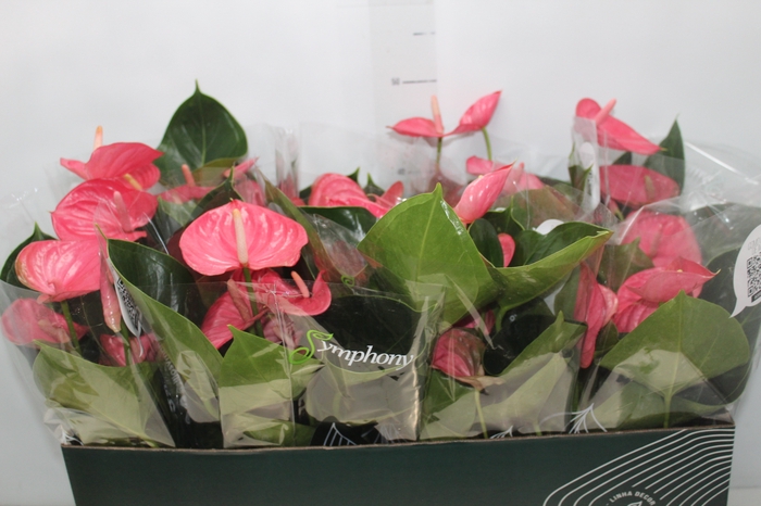 <h4>ANTHURIUM P15 ROSA</h4>