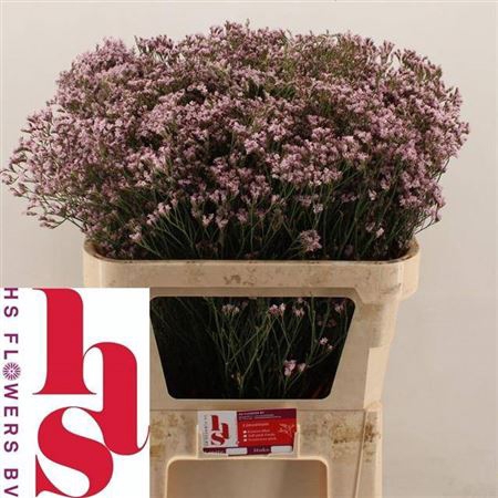 <h4>Lim Sin Tenness Pink</h4>