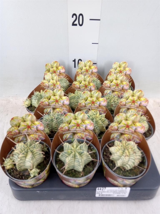 <h4>Euphorbia   ...</h4>