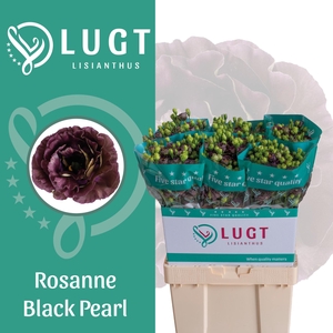 Lisianthus Rosanne Black Pearl