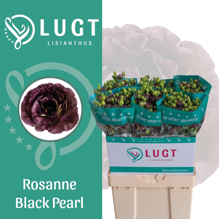 <h4>Lisianthus Rosanne Black Pearl</h4>