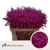 Solidago DYED Fuchsia