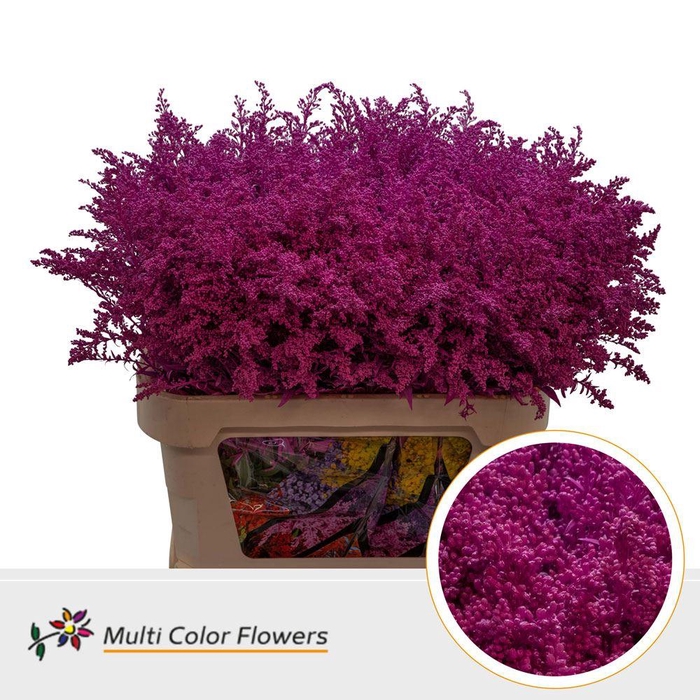 <h4>Solidago   ...colored  H%</h4>