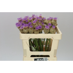 Centaurea Pulchra Major
