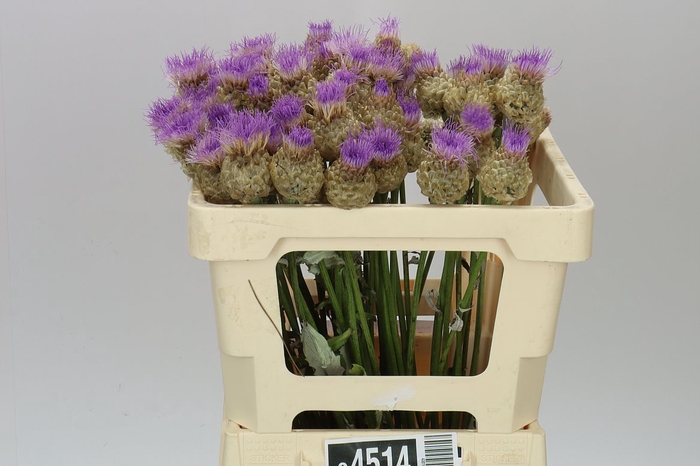 <h4>Centaurea Pulchra Major</h4>