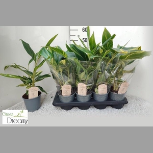 ALPINIA VARIEGATA