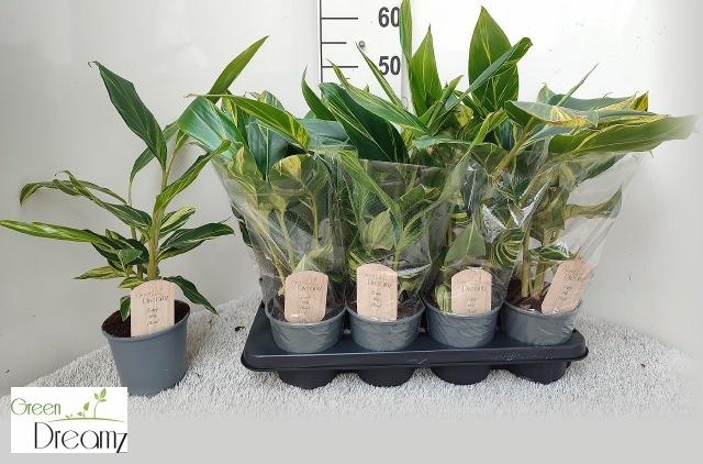 <h4>ALPINIA VARIEGATA</h4>