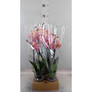 Phalaenopsis   ...