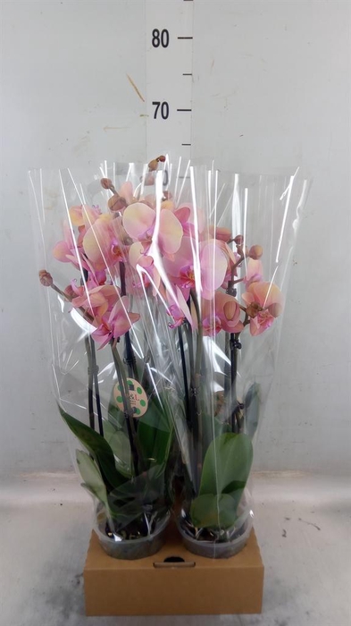 <h4>Phalaenopsis ...</h4>