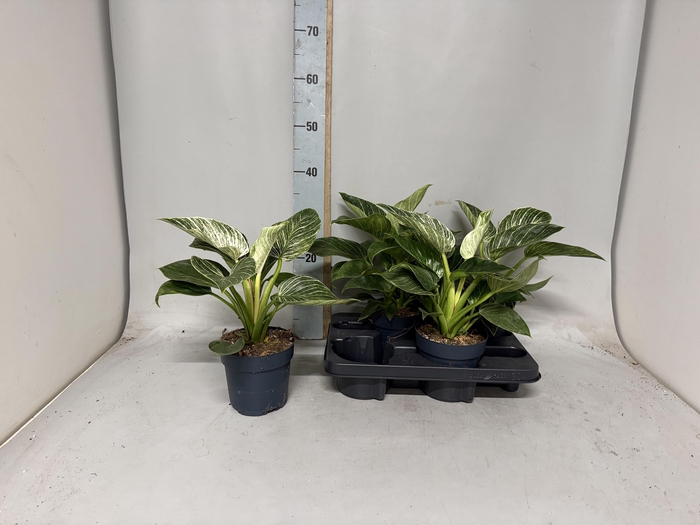<h4>PHIL BIRKIN</h4>