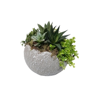 Arr.   Kamerplant Groen L%