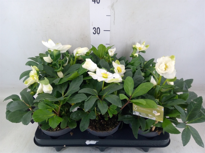 <h4>Helleborus niger 'Advent Star'</h4>