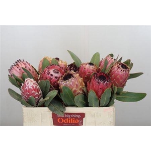 Protea Magnifica