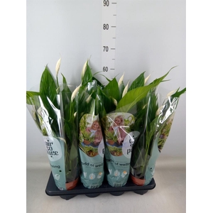 Spathiphyllum  'Sweet Ricardo'