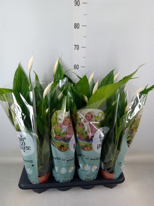 <h4>Spathiphyllum  'Sweet Ricardo'</h4>