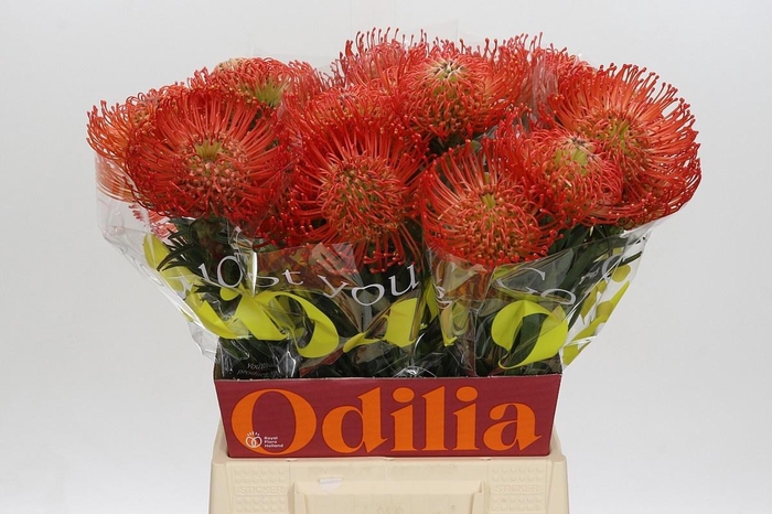 <h4>LEUCO CO SUCCESSION</h4>