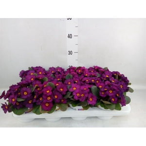 Primula ac. 'Obsidian Purple'