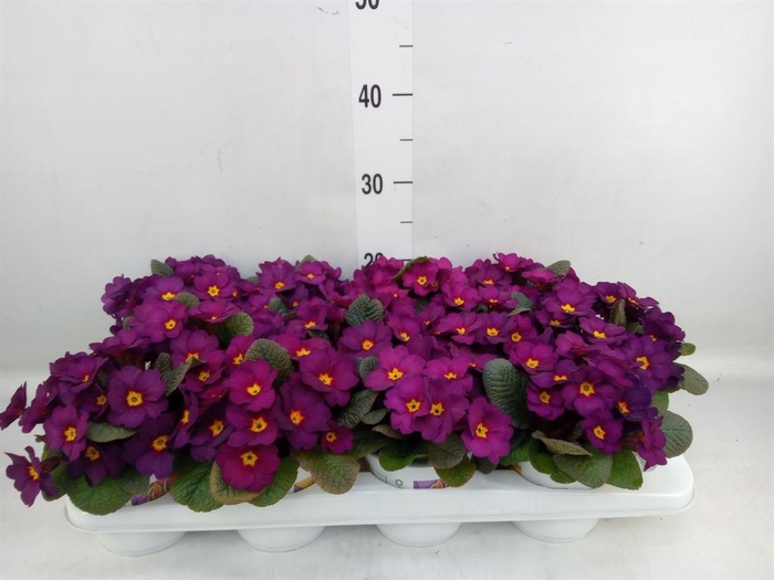 <h4>Primula ac. 'Obsidian Purple'</h4>