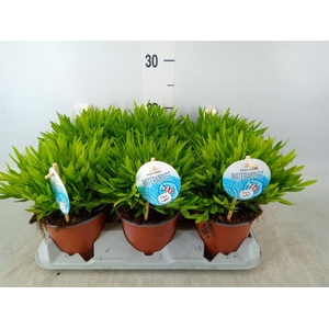 Pogonatherum  'Monica'