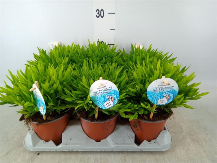 <h4>Pogonatherum  'Monica'</h4>