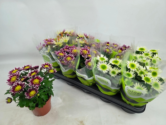 <h4>CHRYS SPLASH GEM</h4>