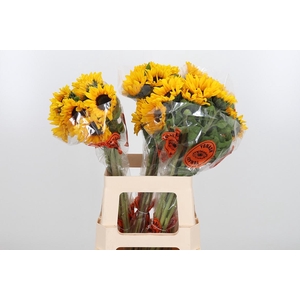 Helian An Orange Fir