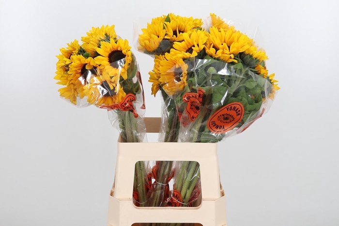 <h4>Helian An Orange Fir</h4>