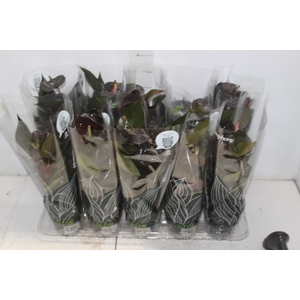ANTHURIUM BLACK LOVE P12