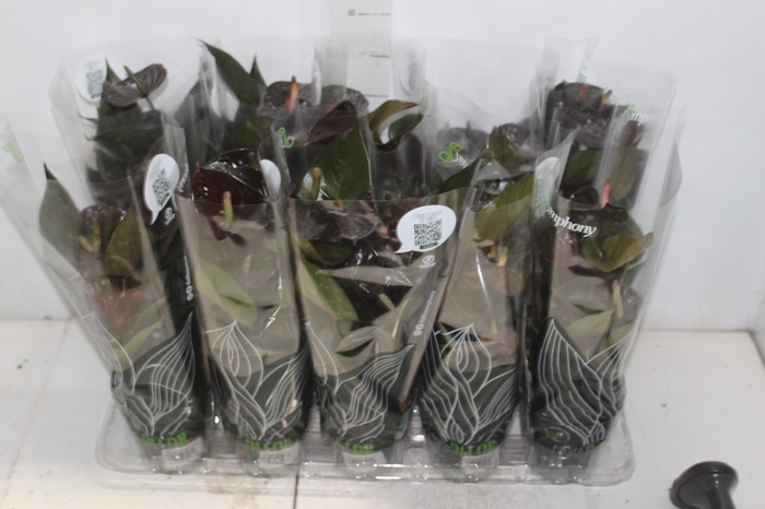 <h4>ANTHURIUM BLACK LOVE P12</h4>