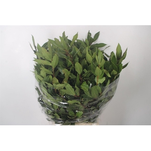 Laurier Per Bunch 400 Gram