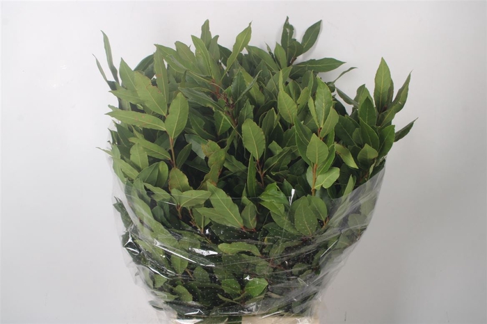 <h4>Laurier Per Bunch 400 Gram</h4>